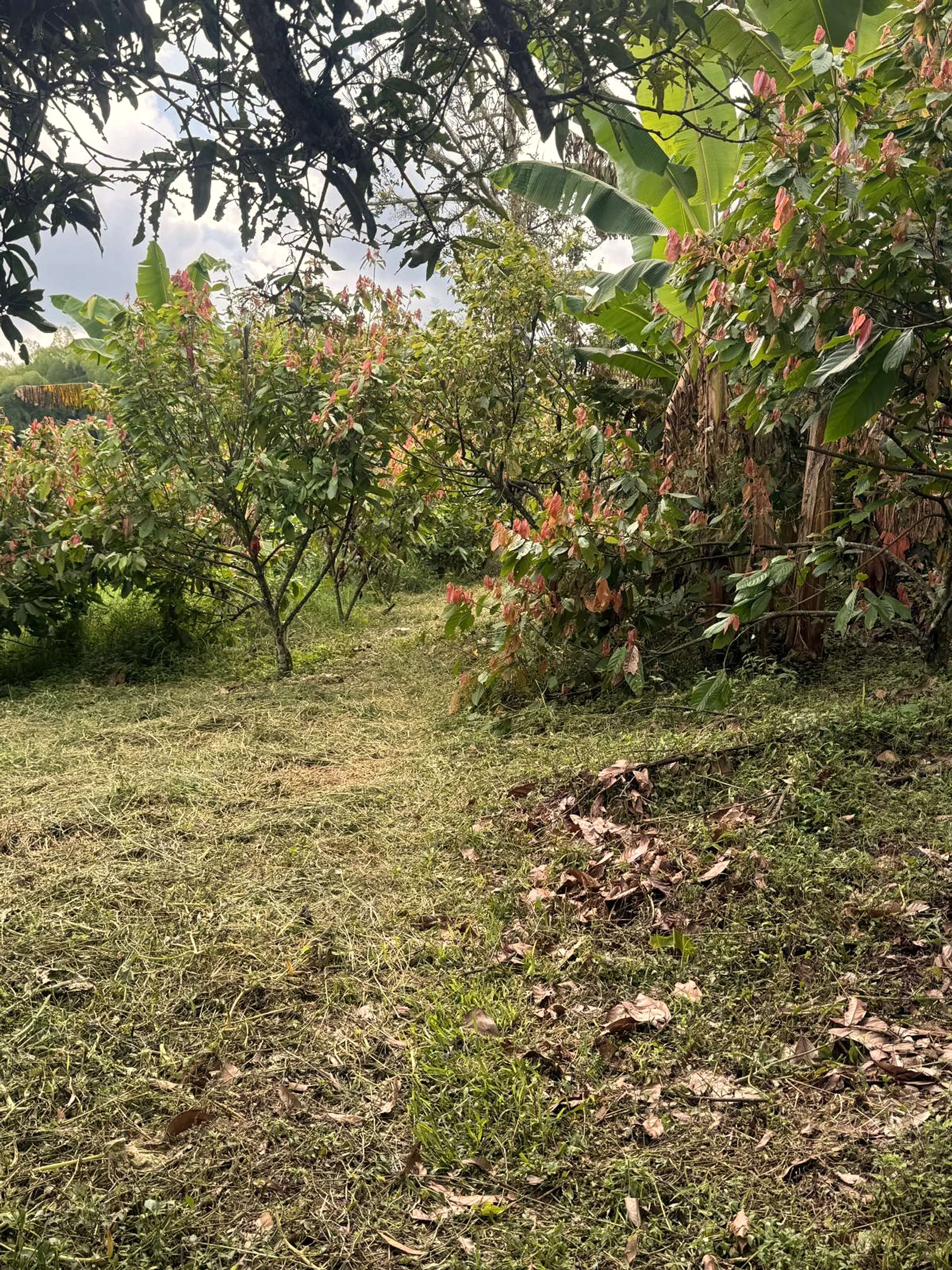 Plantation path at Finca La Tesalia — Pink Bourbon coffee fields in adjacent rows.